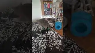 Winter Needs Help! (originally posted on TikTok 09/13/2022)