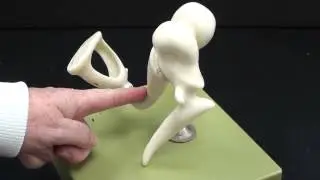 Ear Ossicles