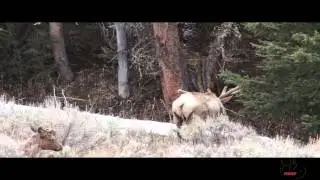 Elk Country Chronicles - Antlers