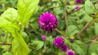 Pixel 9a - 1080p 30fps video sample