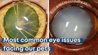Common eye issues our pets develop | Tier 1 Veterinary Medical Center