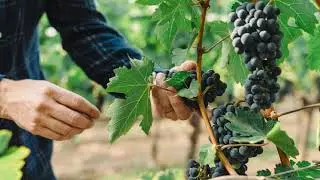 Nickel & Nickel Kenefick Vineyard Cabernet Sauvignon