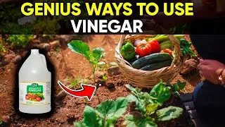 7 Smart & Natural Ways to Use Vinegar in Your Garden!