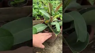 Гулларни кесилгандан кейинги ўзгариши.