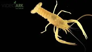 A pallid cave crayfish (Procambarus pallidus) from a private collection in Florida.