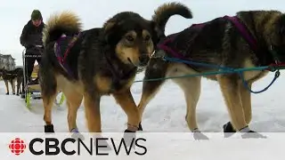 Learning to run sled dog teams!