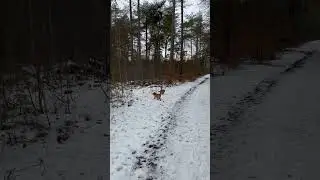🐕 Walk in The Snow 🇳🇱