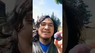 Akala ko ba malalaking ubas ito?I Myślałem, że to duże winogrona? thought these were big grapes?