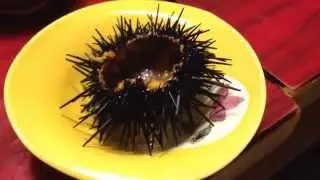 活ウニ...生きている動いているのが、わかるかな(^ ^)