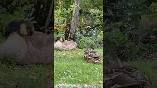 Duck and Goose Nap Side by Side 🪿💚🦆 #wildlife #nature #usa