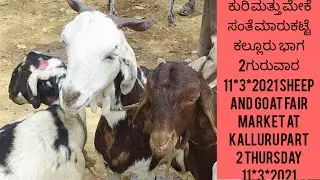 #agrianimals the sheep and goat fair market at kalluru part 2 Thursday 11*3*2021