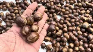 NutMeg Wholesale( जायफल)- How to Start a Profitable Nutmeg Business 📞 : 9847909565