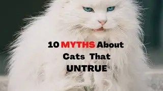 10 Widespread Cat Misconceptions That Are Not TRUE