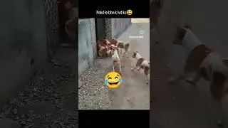 DOG VS CAT  FIGHT 😂.#funny #cat #dogs #dubbing .