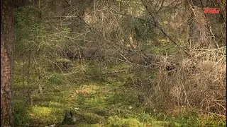 Reportaż: Wyludniająca się Puszcza