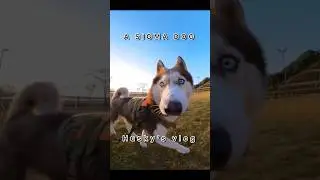 Sigma&rsquo;s dog one day vlog.  Husky is SKIBIDI SIGMA #huskyvlog #dogvlog #dogshorts #doglife #sigma