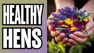 Nest Box Herbs: A Must-Have for Happy Hens