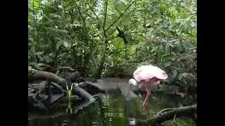 Rhamphastos sulfuratus and Ajaia ajaja