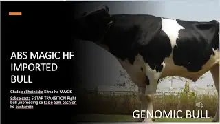 #GENOMICBULL: Revealing the True Power of ABS MAGIC HF Imported Bull|#abs #magicbull #low price#hf