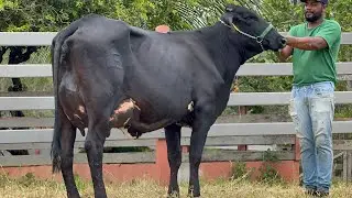 Lote 22 - 4° Leilão Virtual Fazenda Recanto Verde - Dia 01/02 às 18:00