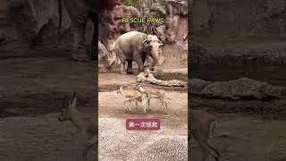 Tense Moments of an Elephant Helping Its Little Friend 😱 #shorts #animalrescue #touchingmoments