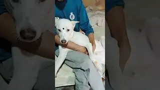 loving sigma dog. #funnycats #funnydogs #funnyanimls #funnypetvideos #cutedog