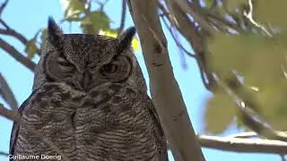 Great Horned Owl (Bubo virginianus) | Tuc&uacute;quere | La Parva (CHILE)
