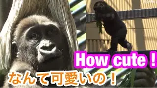 Kintaro walking on two legs in high places🌸キンタロウが高所で二足歩行してるの可愛い！🌸【 Gorilla ゴリラ】京都市動物園