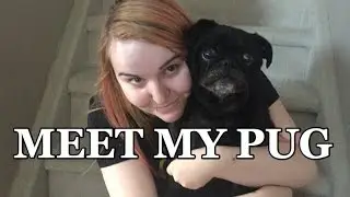 FURRY FRIENDS TAG - MEET MY PUG