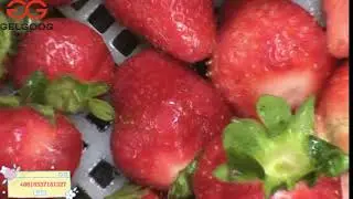 Strawberry Washing Machine Factory Video