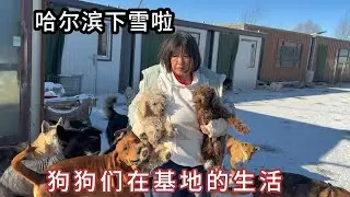 下完大雪的哈尔滨，流浪狗们在寒冬的生活，感激大家让它们能活下来！
