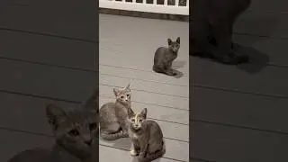 Stay Warm Cute Cats