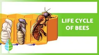 ЖИЗНЕННЫЙ ЦИКЛ ПЧЕЛ 🐝 (Королевы, рабочие и трутни)