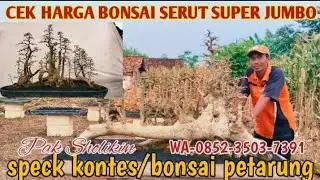 Cek harga bonsai serut super jumbo bonsai kwalitas speck kontes 📲-0852-3503-7391