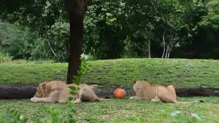 lion and lioness love &ndash; peaceful wildlife moments for animal lovers and relaxation