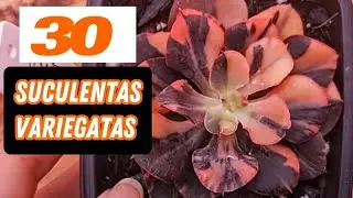 TOP 30 SUCULENTAS VARIEGATAS NOVAS NA COLEÇÃO, ONLY ONE, PHARAOH PAINTEND FRILLS Chantilly ROSE ROCK