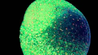 In vivo imaging with multiphoton microscopy in developmental biology