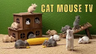 Cat TV 🐾 MOUSE Hide & Seek | Active Mice game on Screen 4K &ndash; Perfect Motion for Cats & Dogs to Watch