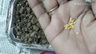 How to grow jerusalem cherry by seed in hindu/urd|Wintercherry