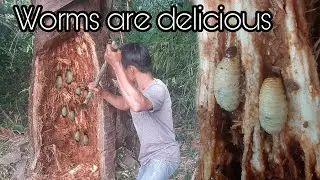 Catch coconut worms living in palm trees for food,Worms are delicious