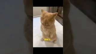 Cutest Standing Cat Ever! 🐱✨ | Funny & Adorable Cat Shorts