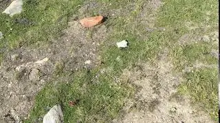 キュンティアニセヒョウモンモドキ Euphydryas cynthia /Hypodryas cynthia　ローテンボーデン　2017/07/08 Butterfly of Swiss