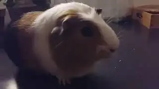 Monsieur poki et monsieur pucci 6.1.26