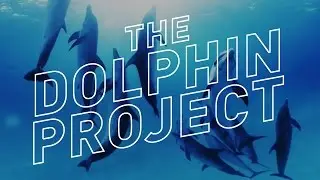Swimming With Wild Dolphins in 360&deg; Virtual Reality &mdash; The Dolphin Project