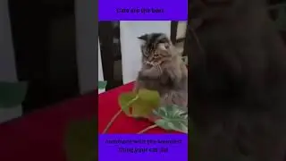 funny cats 01 #shorts
