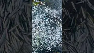 Огромное количество анчоуса !#анчоус #fishing #online #seafood #sea #fish #ocean #carpfishing