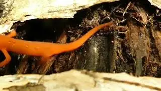 Red-spotted Newt