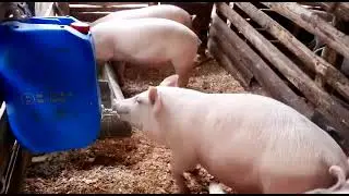 #pig Nipple drinker