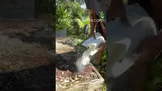 How to get fire ants out if your raised beds organically.