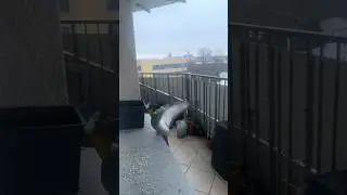Torben the polish street pigeon